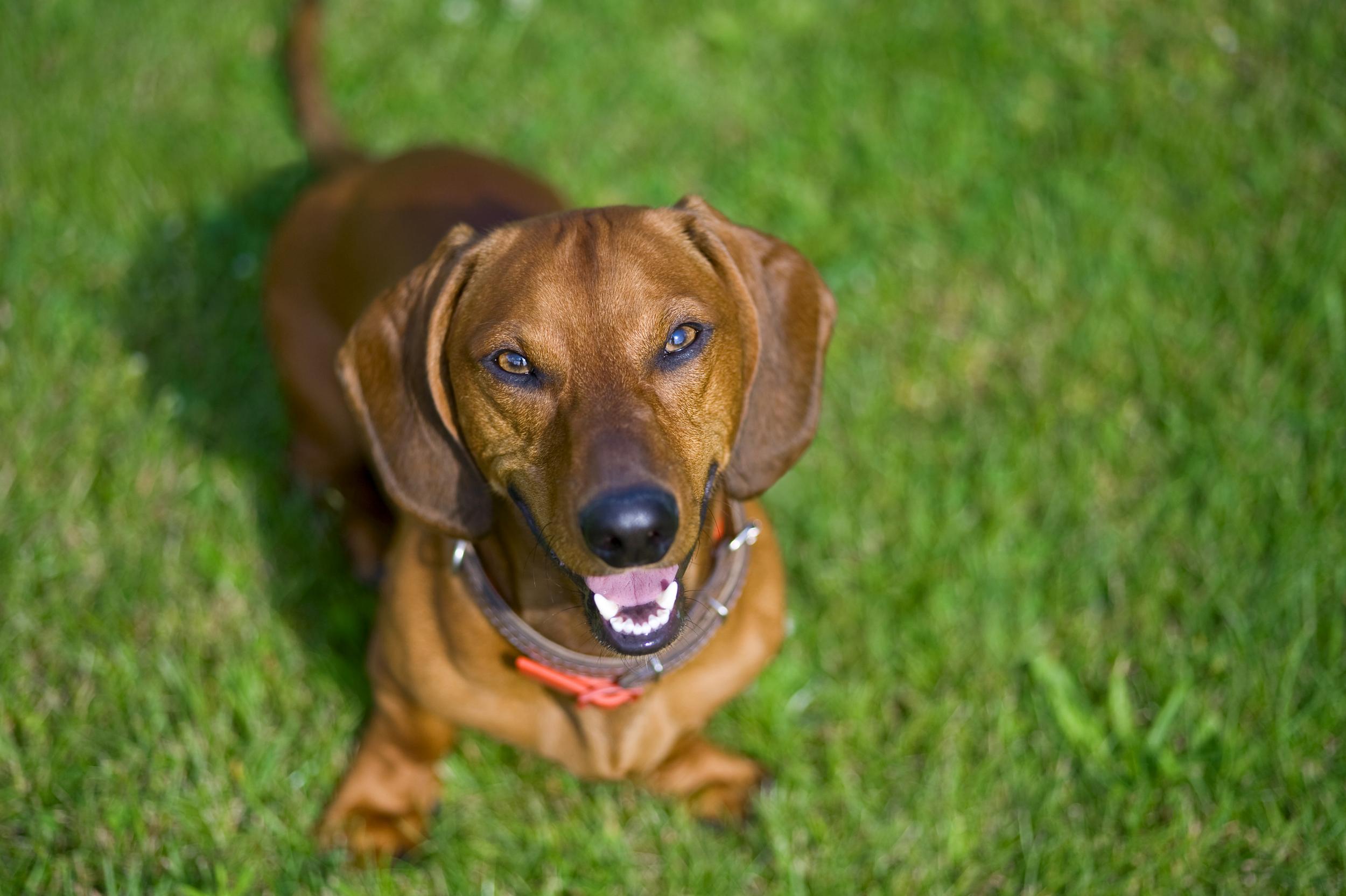 Red Dachshund Sitting in Grass