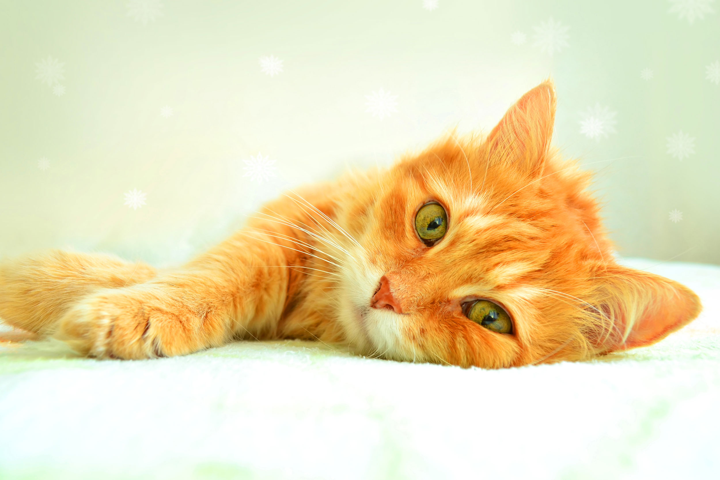 Orange Cat Laying Down