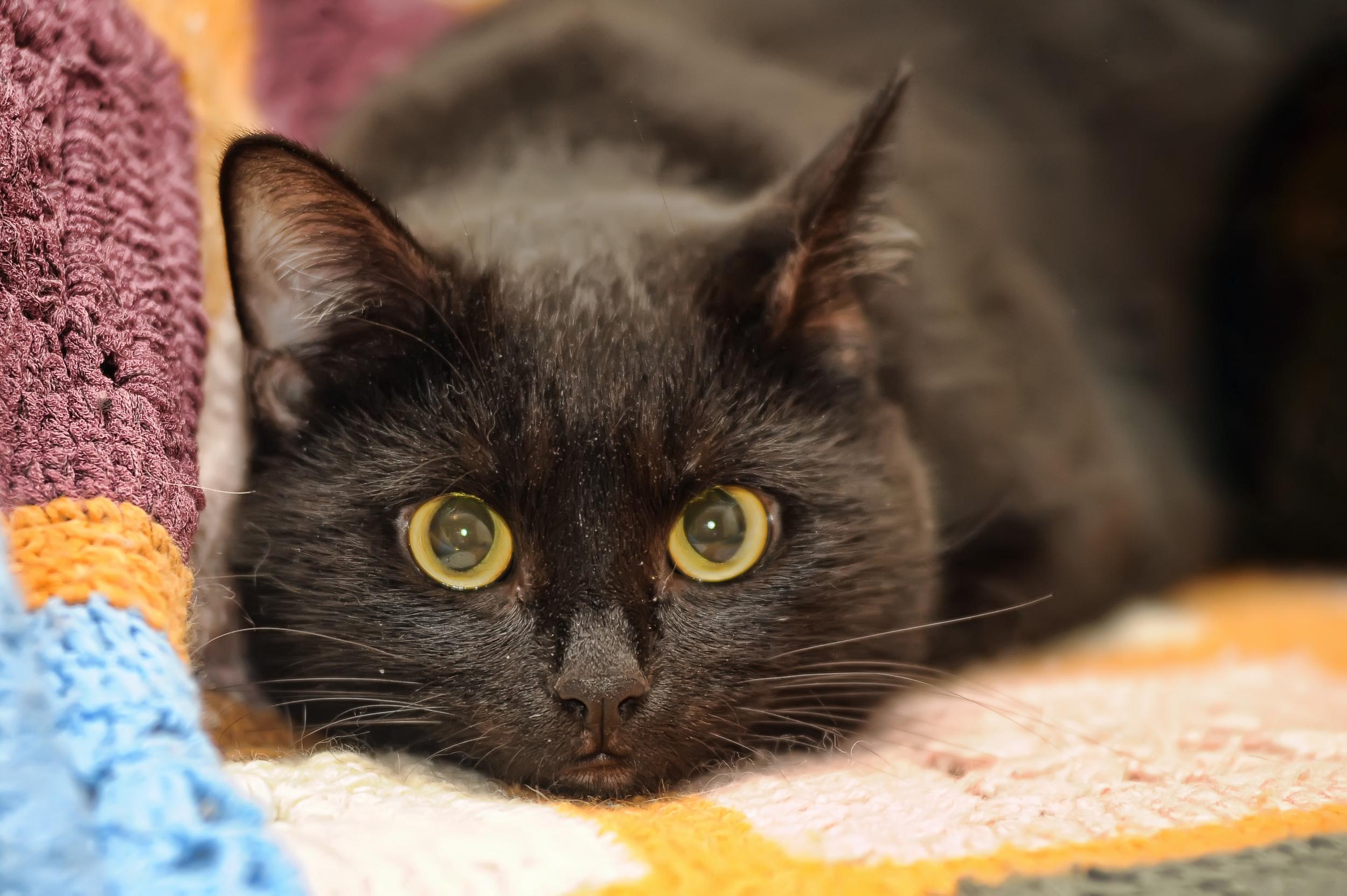 Black Cat with Yellow Eyes on Afghan