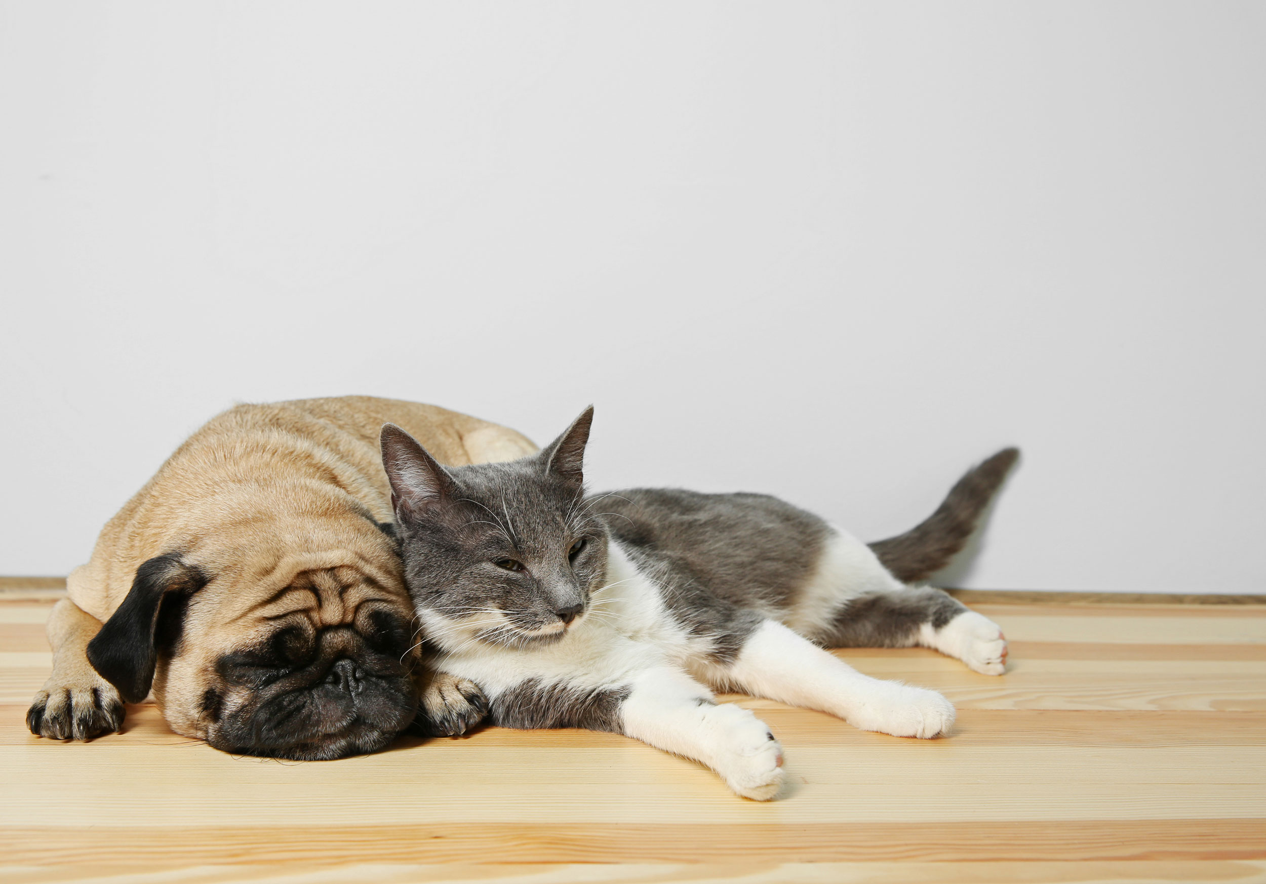 Dog and Cat Snuggled on Wood Floor