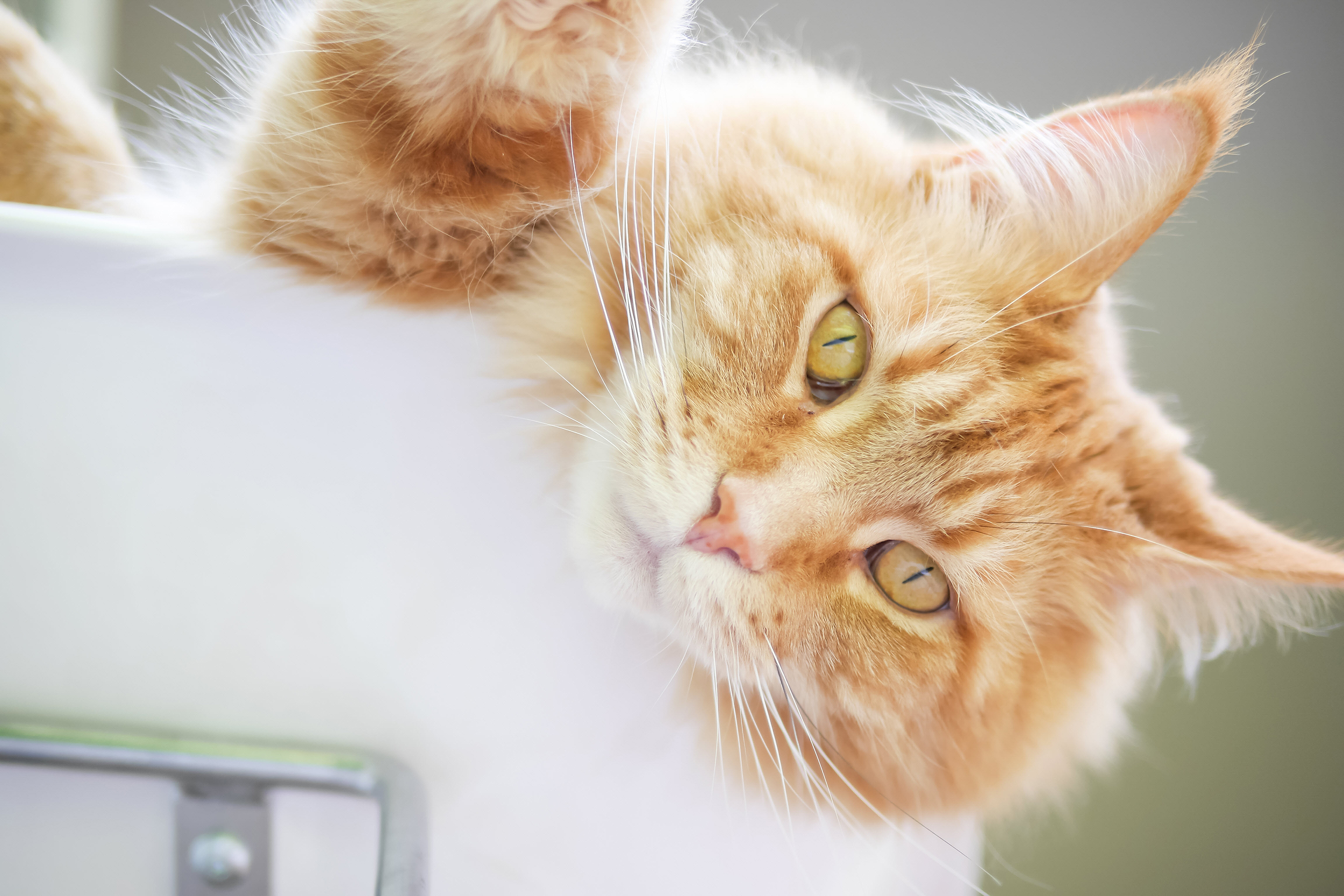 Orange Cat on Cabinet