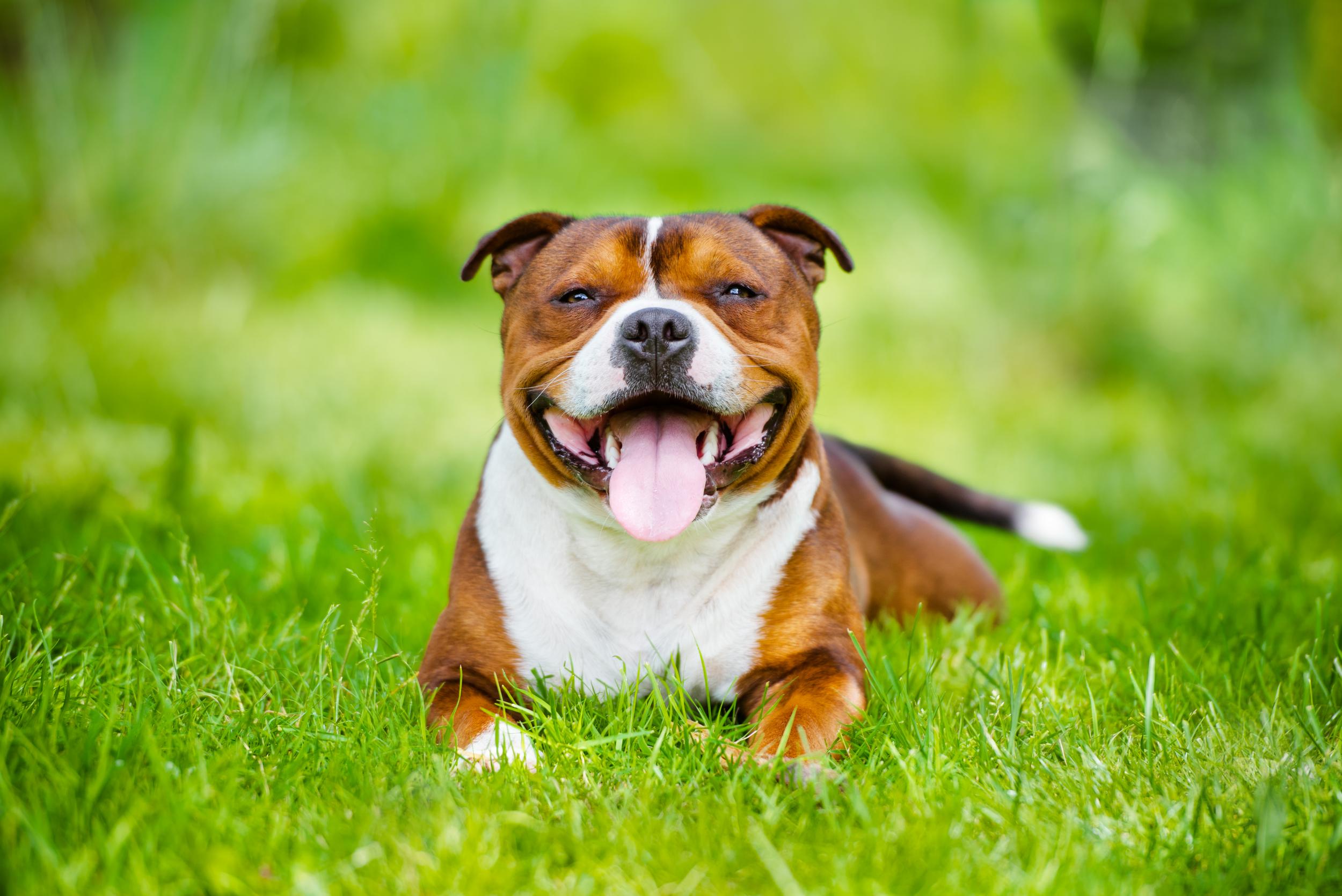 Staffordshire Bull Terrier Dog Laying in Grass