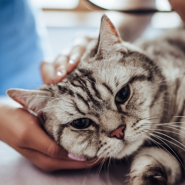 Cat Getting Exam