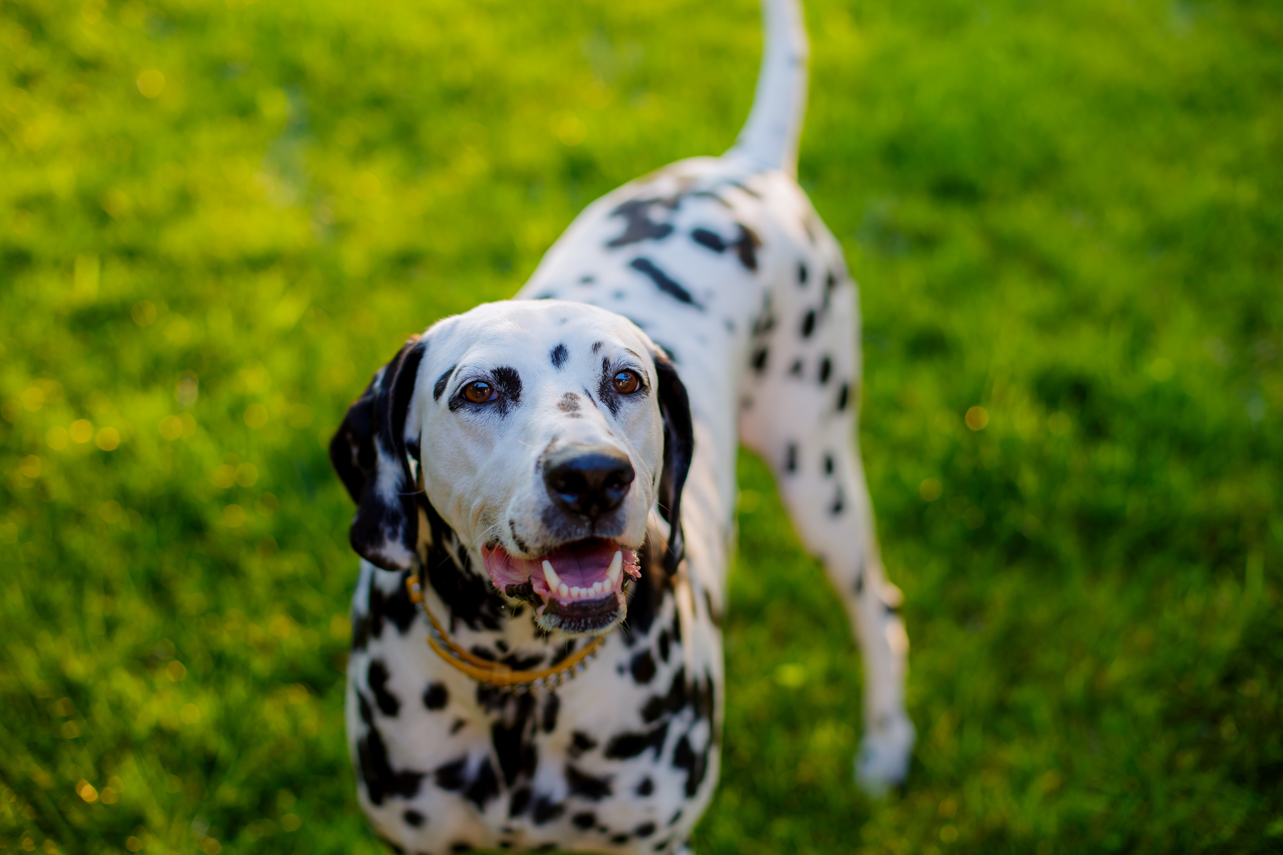 Dalmatian Standing in Grass