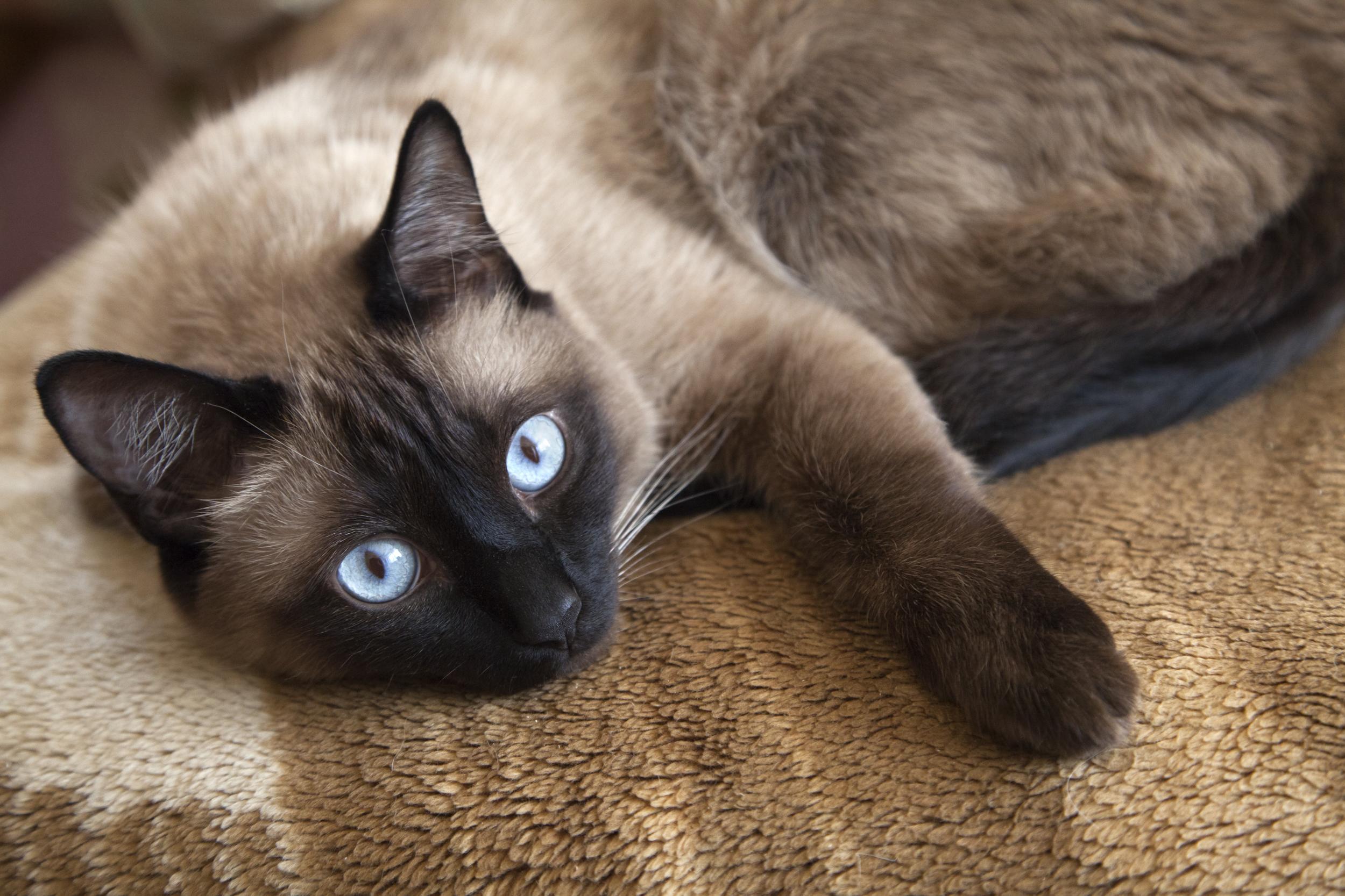 Blue Eyed Siamese Cat